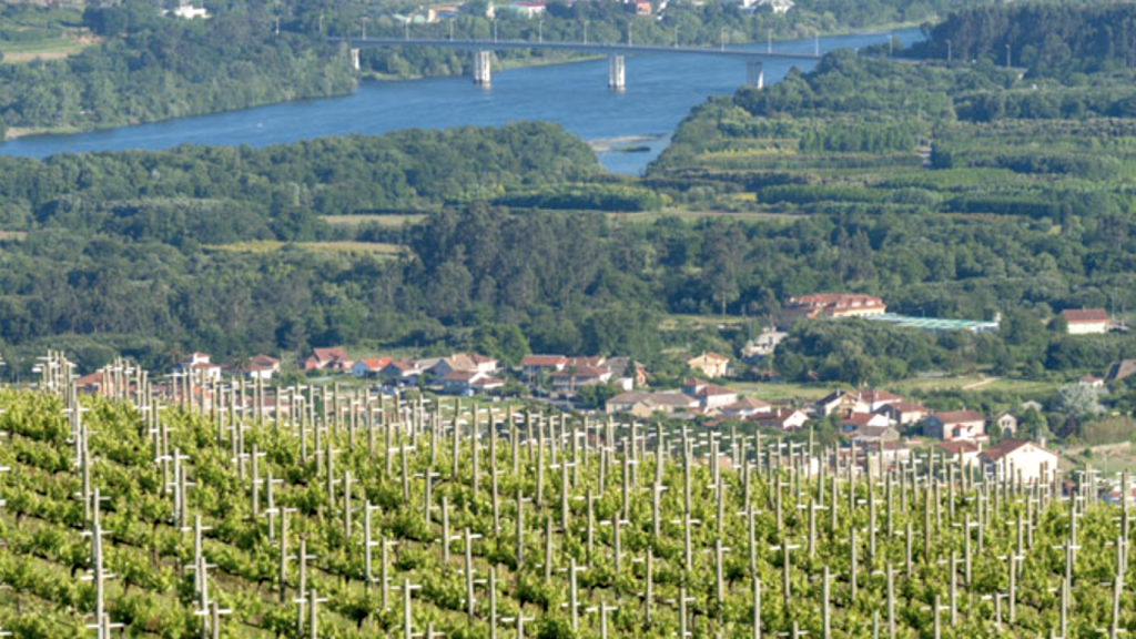 Viñedos en la subzona de O Rosal