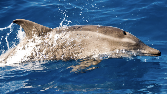 Delfín de hocico estrecho o de dientes rugosos (Steno bredanensis)