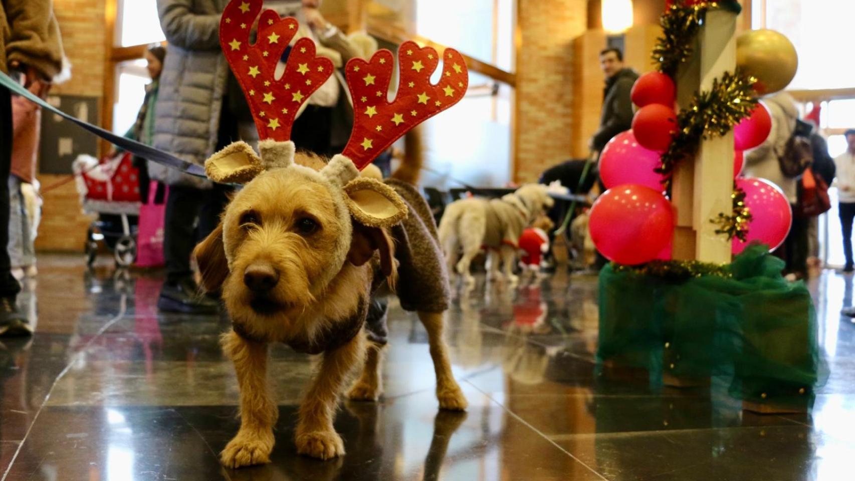 Uno de los perritos asistentes a la gala, en el Auditorio de Zaragoza.