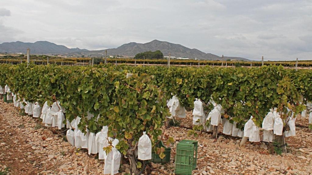 La Uva del Vinalopó se da en la zona de Alicante.