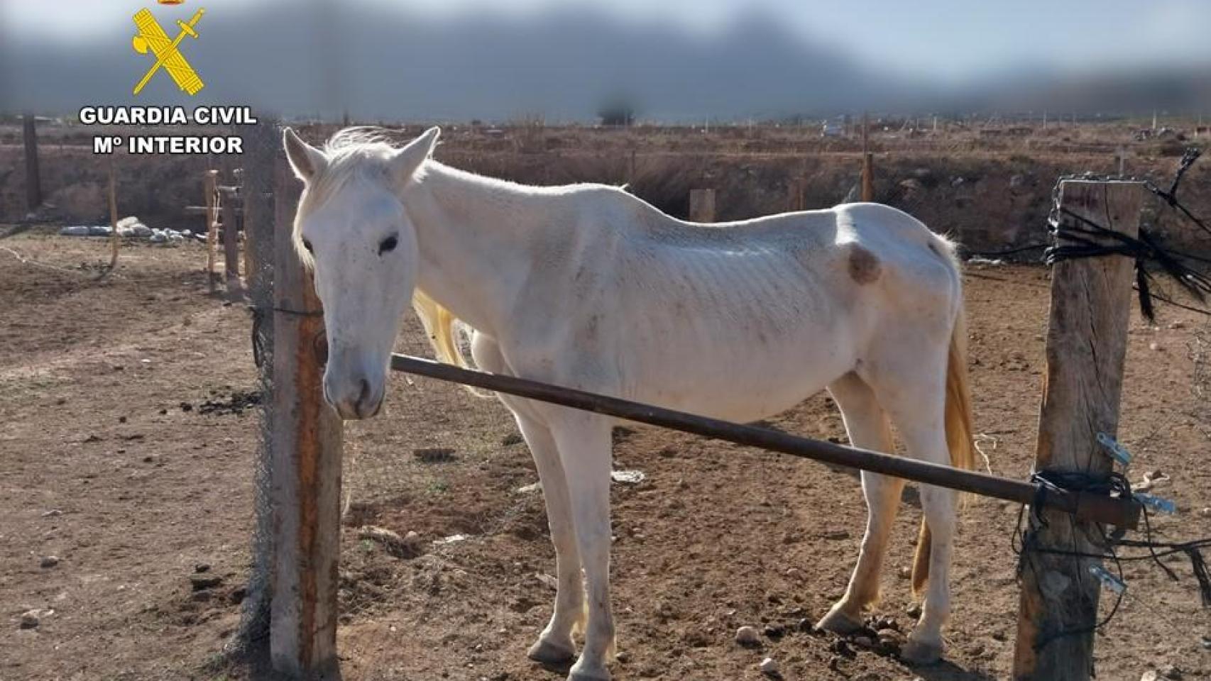 Uno de los caballos rescatados