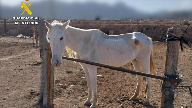 Uno de los caballos rescatados