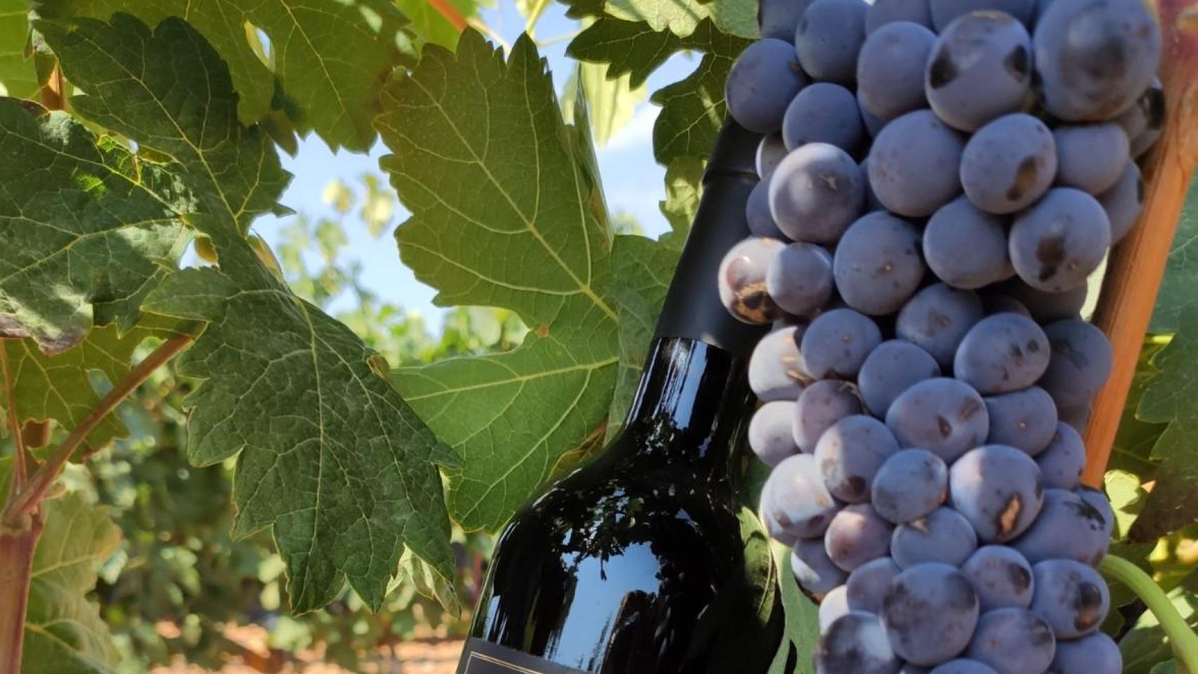 El vino segoviano de 2019, con DO propia, que se codea con los mejores de Castilla y León