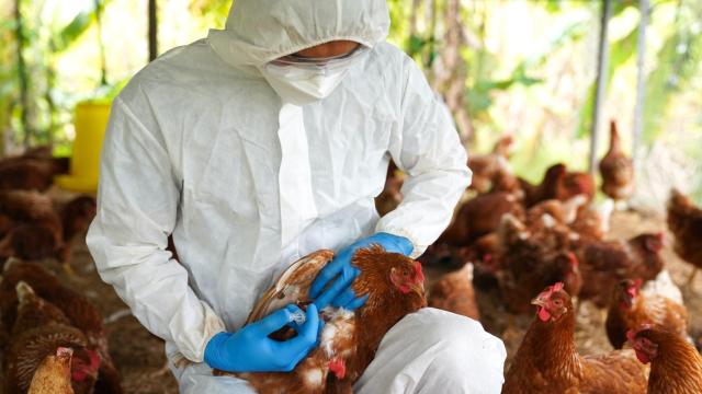 Un veterinario vacuna aves de corral.