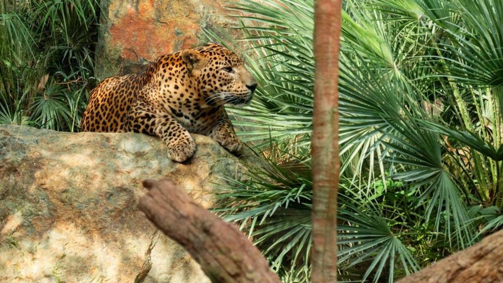 El leopardo de Sri Lanka en Bioparc Fuengirola.