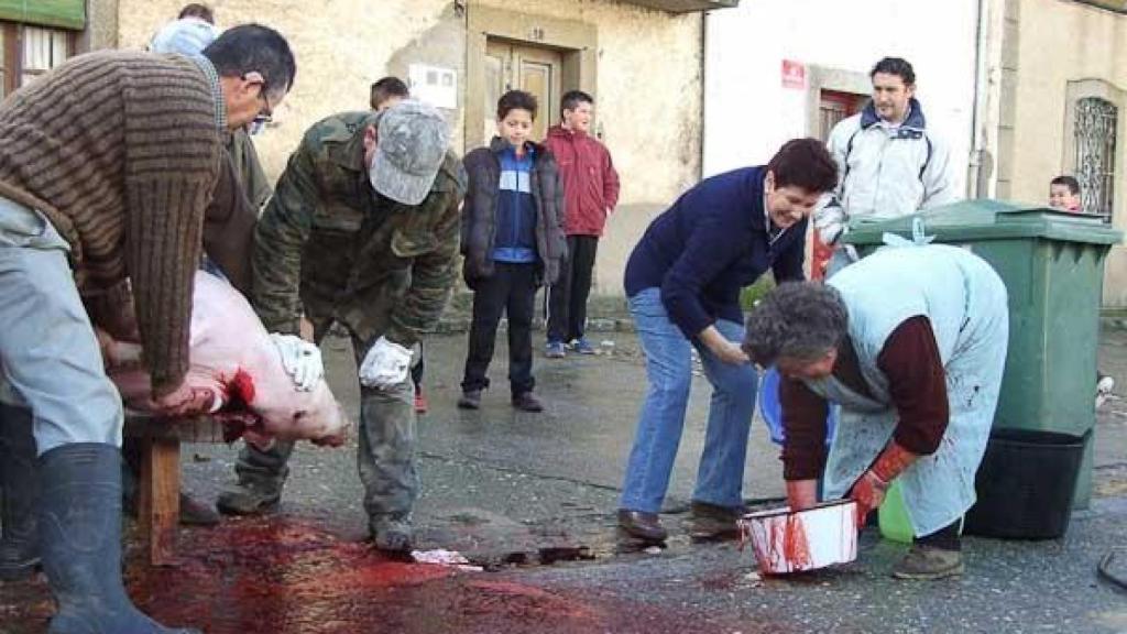 Recogida de la sangre del cerdo para hacer morcillas