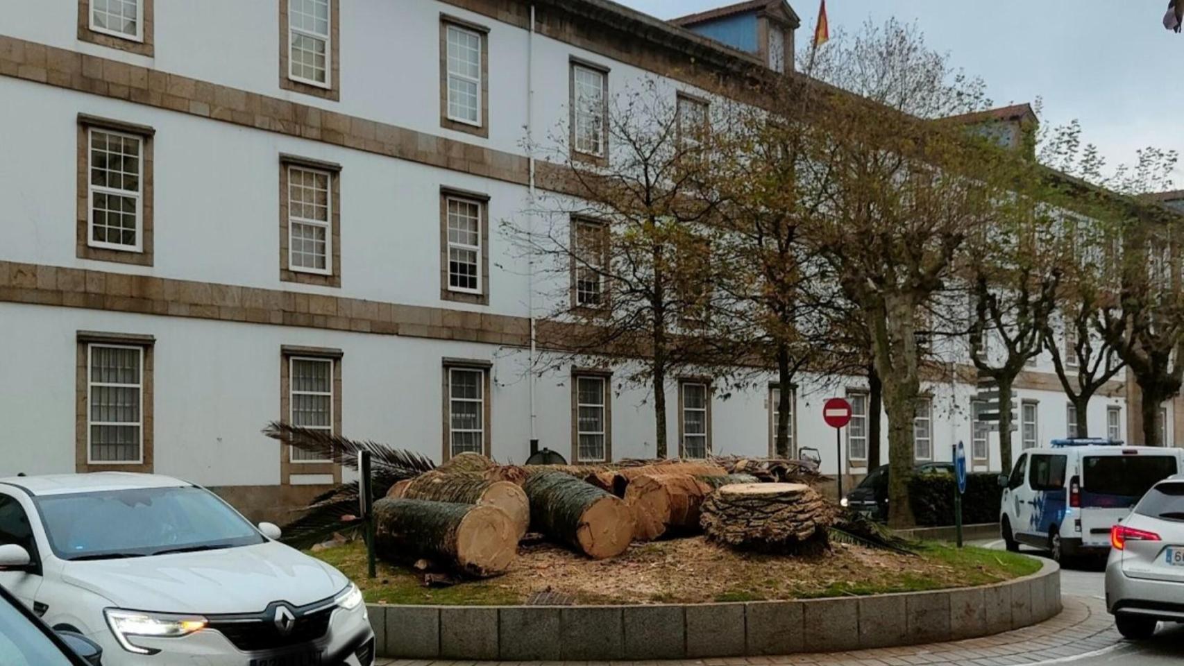 A Coruña sufre de nuevo al picudo rojo: talan las palmeras de la rotonda de Atochas