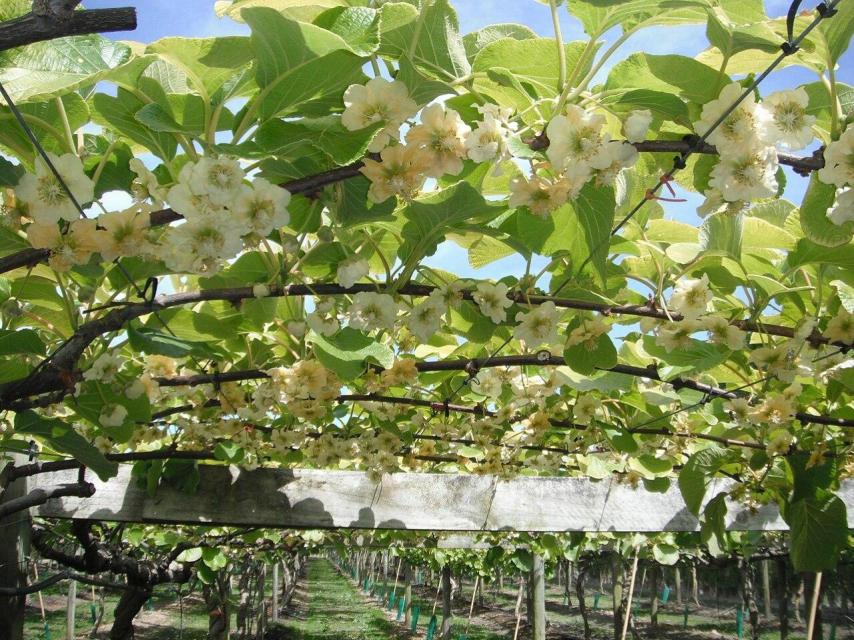 Cultivo de kiwi en plena floración. https://es.wikipedia.org