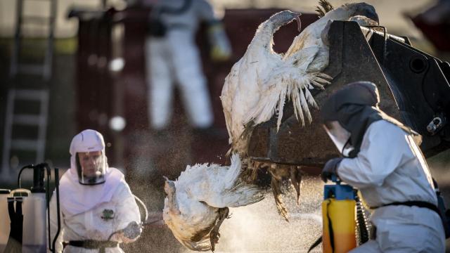 Las autoridades danesas matan y eliminan miles de pavos en una granja de Dinamarca el 6 de enero de 2023.