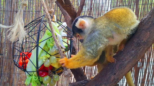 Los Reyes Magos llegan a Terra Natura Benidorm: reparten 40 dispensadores de alimento para los animales