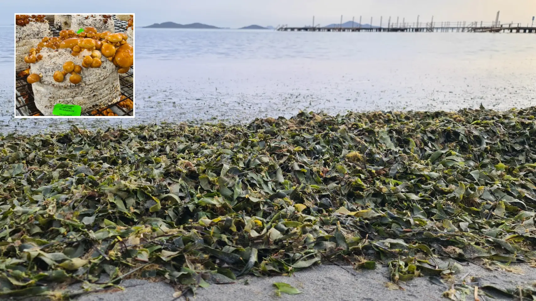 Arribazones en el Mar Menor junto al 'abono' de Algarikon.