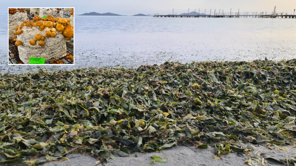 Arribazones en el Mar Menor junto al 'abono' de Algarikon.