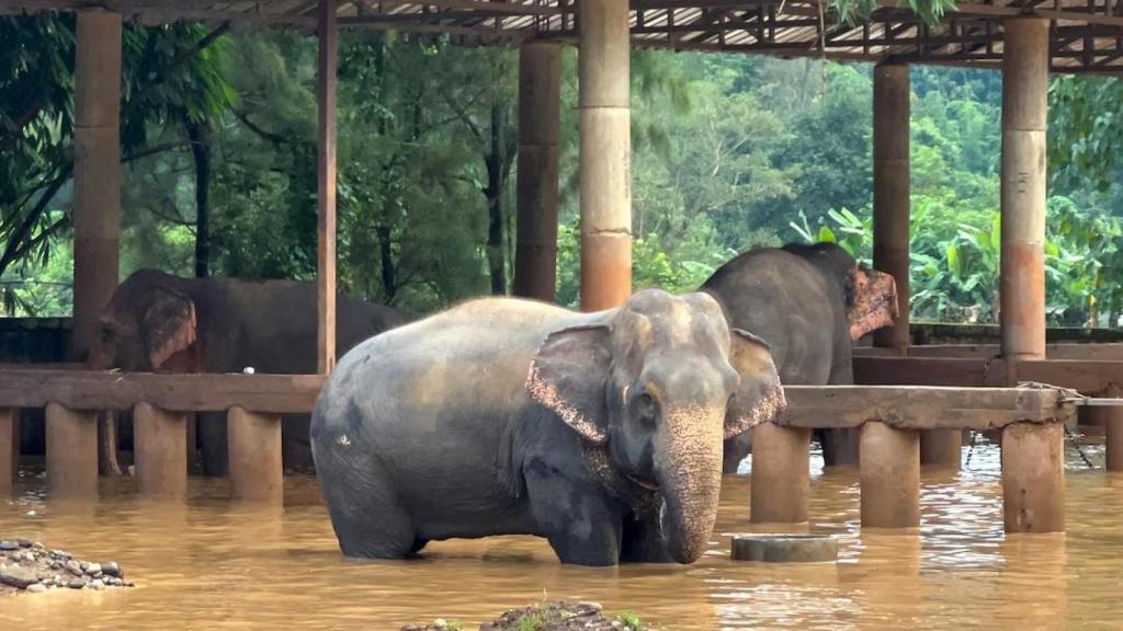 Un elefante en Tailandia. Imagen de archivo.