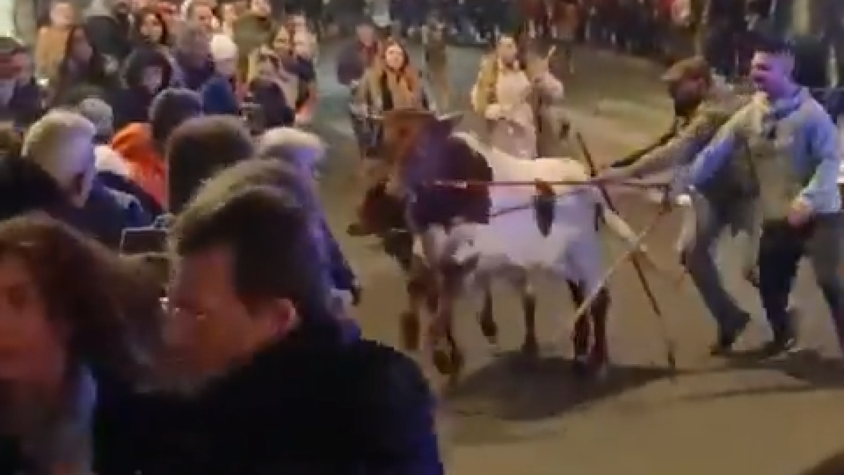 Momento de la estampida de bueyes en la Cabalgata de Arenas de San Pedro, en Ávila. Vídeo de @jaldudob