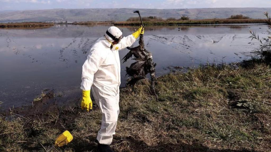 La gripe aviar se ha detectado en casi 11.000 aves silvestres en EEUU desde marzo del pasado año.