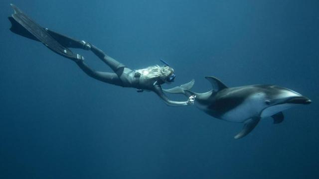 Regina Domingo buceando con delfines.