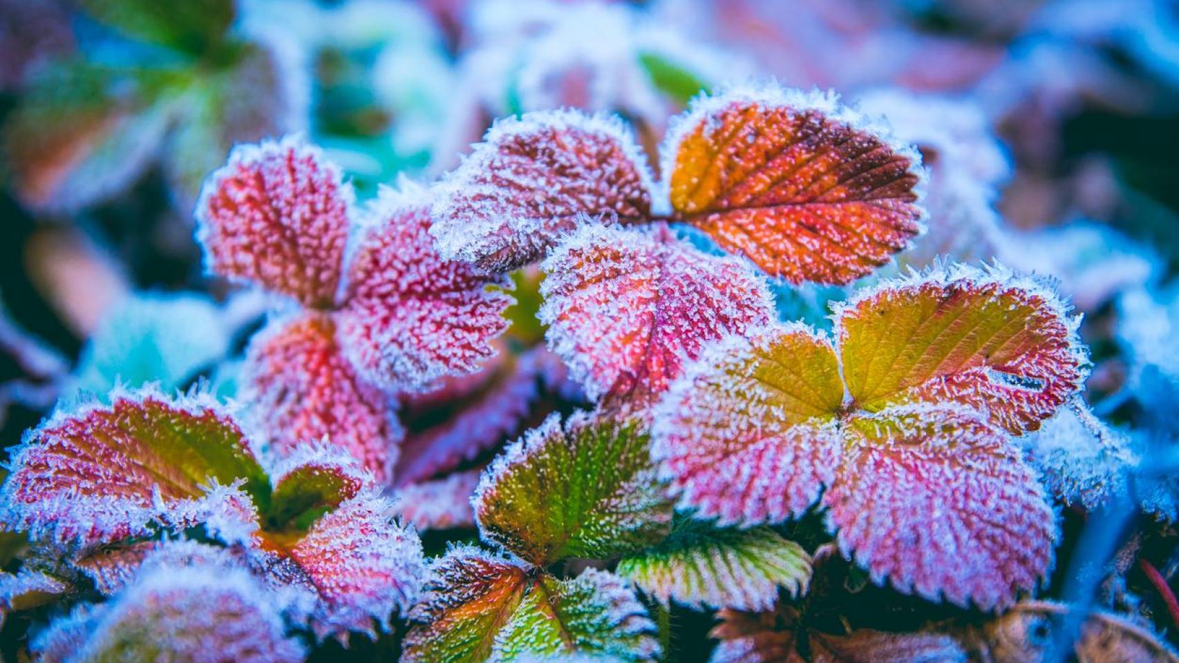 Planta cubierta de hielo por una helada.