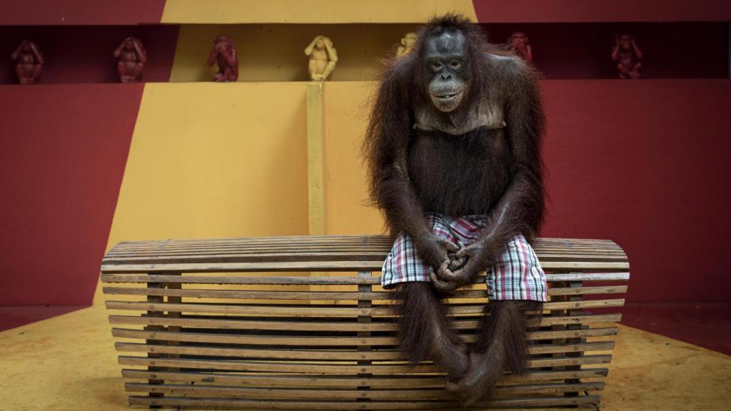 Fotografía ganadora del Premio de Fotografía Medioambiental 2024, por Aaron Gekoski.