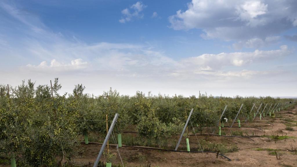 Plantación de árbol de oliva.