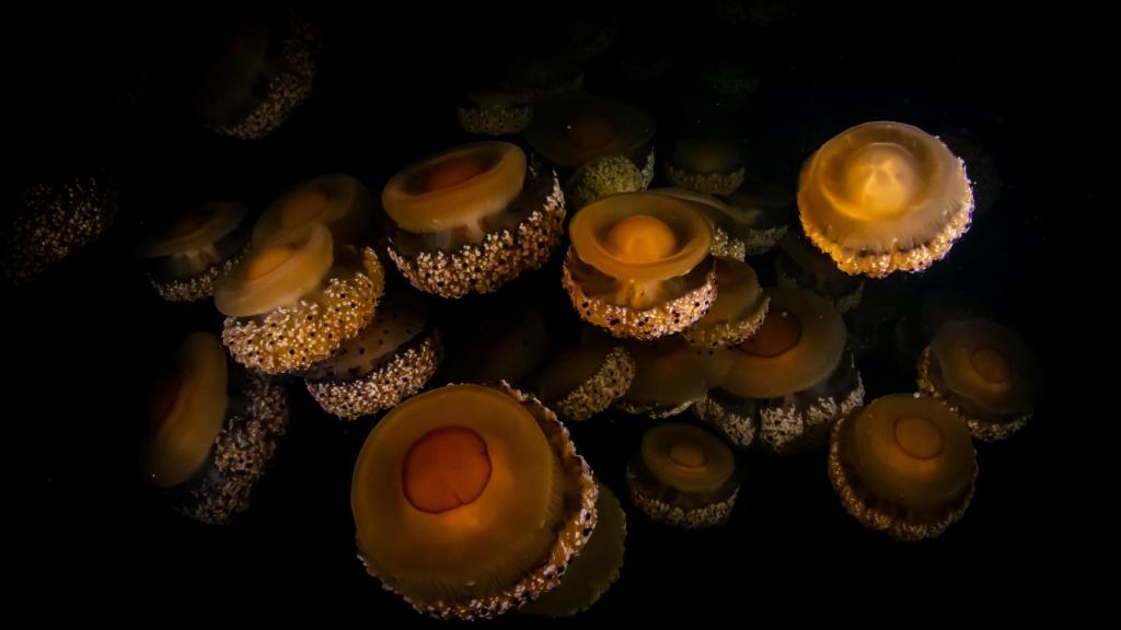 Medusas en el Mar Menor.