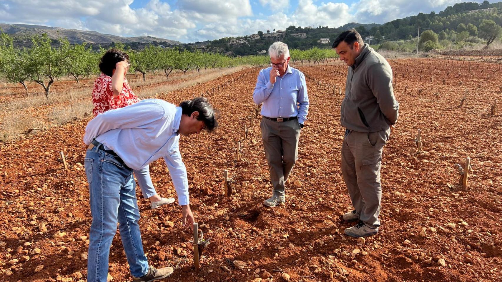 Alicante pasa por la peor crisis del limón posible.