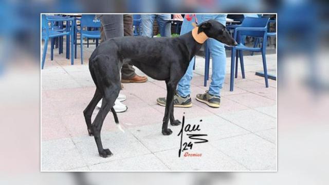 La galga Kala de Lorena.