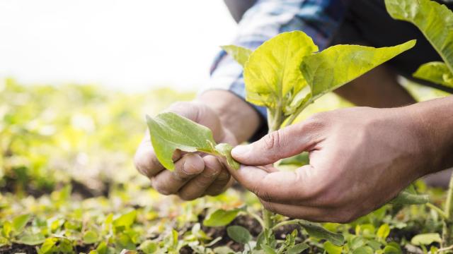 Apolo Biotech reemplaza pesticidas agrícolas con una solución basada en ARN como las vacunas del covid