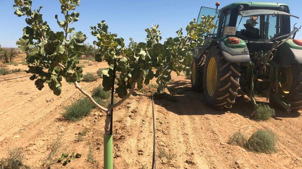 Campos de pistacho de Darío García.