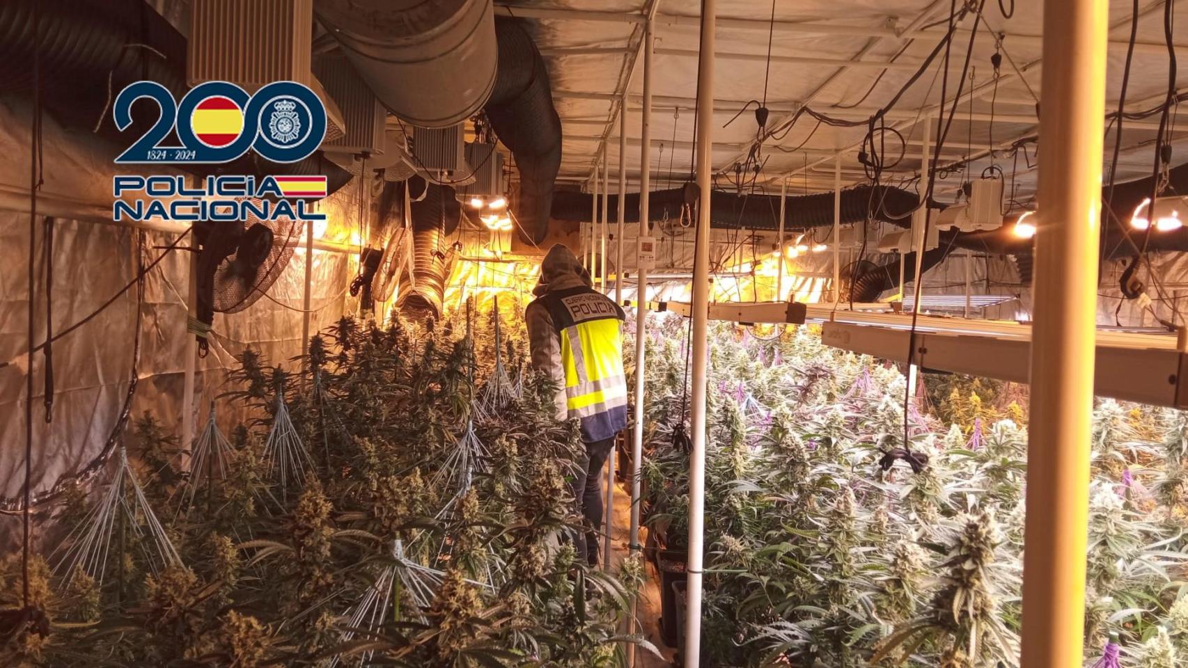 Cae una red que cultivaba marihuana en Cuenca y Valencia para distribuirla desde una nave logística en Toledo