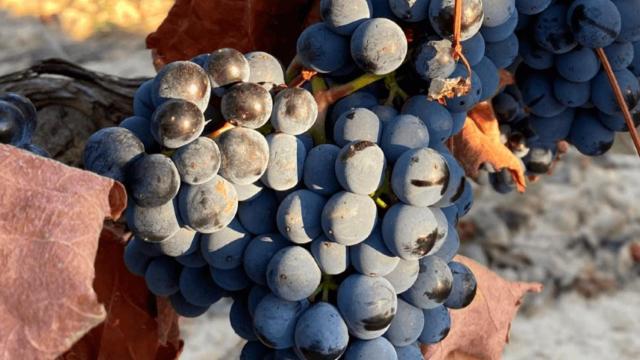 La uva maturana, la 'cabernet riojana'.