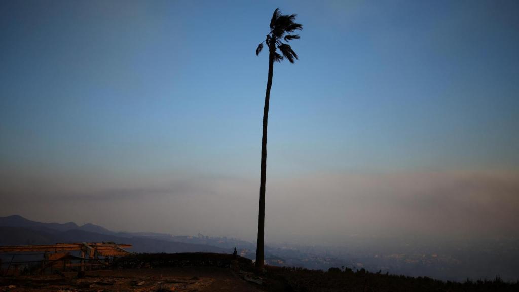 Una palmera se erige sobre suelo calcinado por los incendios de Los Ángeles de enero de 2025.