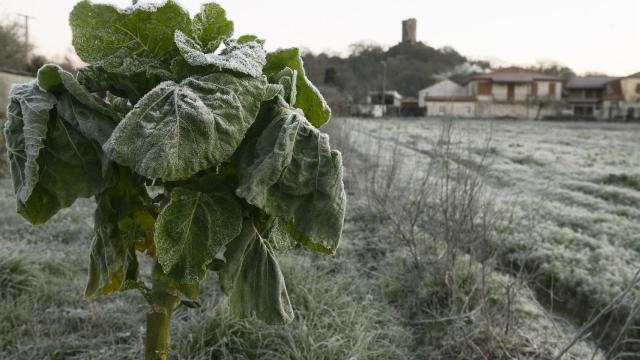 Vegetación afectada por las heladas en el concello de Sandiás, a 24 de enero de 2023.