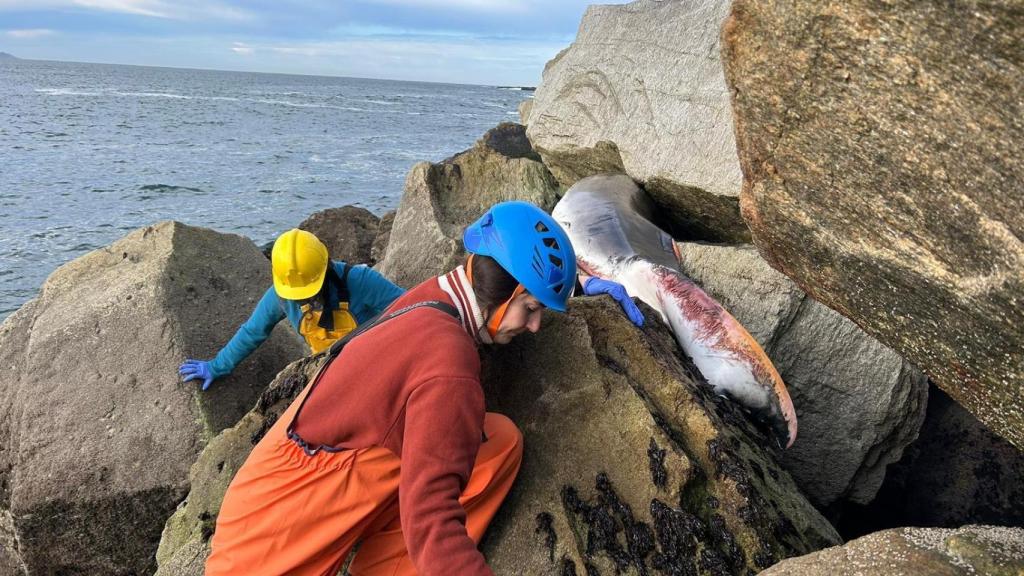 Cola de una ballena incrustada en un espigón del puerto de Corme (A Coruña)