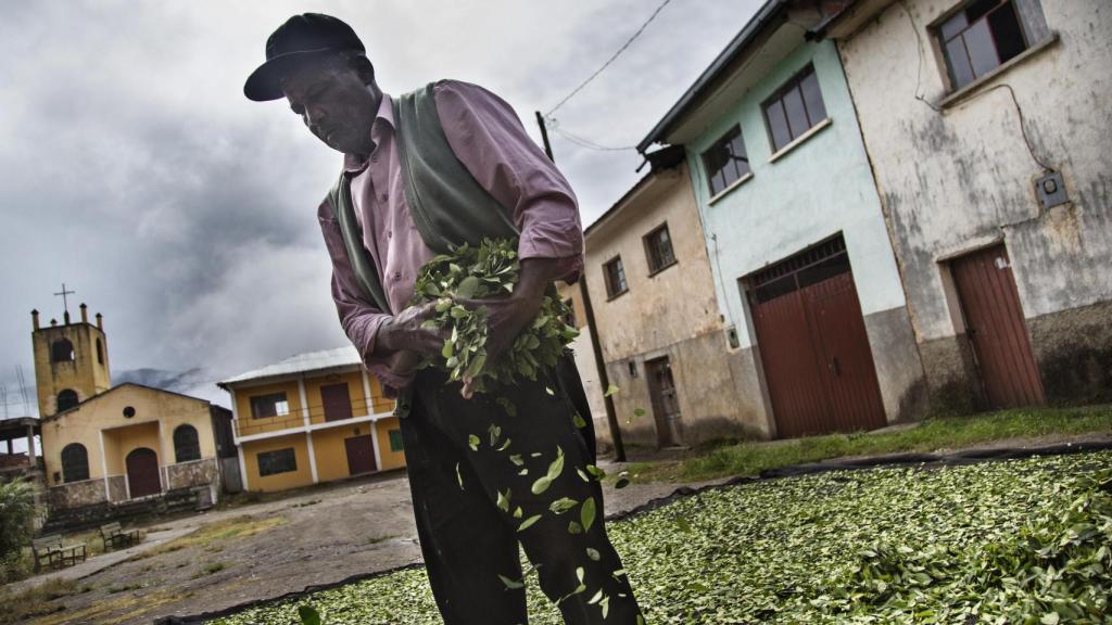 El rey de los afrobolivianos,  en Mururata, con las hojas de coca que cultiva.