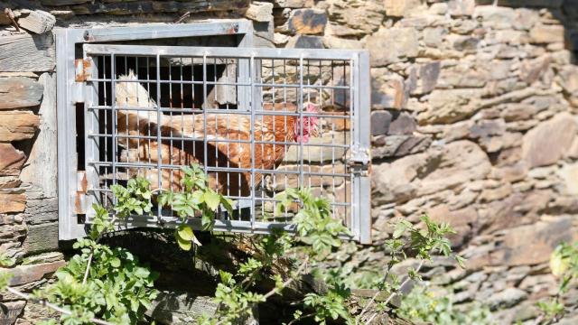 Imagen de archivo de varias gallinas en un corral, a 6 de marzo de 2024, en Bóveda, Lugo