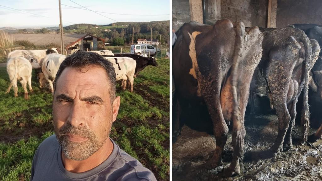 A la izquierda, Carlos Llorente, uno de los propietarios de La Manada Cántabra. A la derecha, las vacas antes de que la asociación se hiciera cargo de ellas.