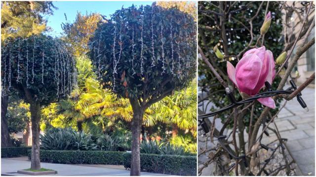 Denuncian que los árboles de Vigo siguen asfixiados por las luces de Navidad.