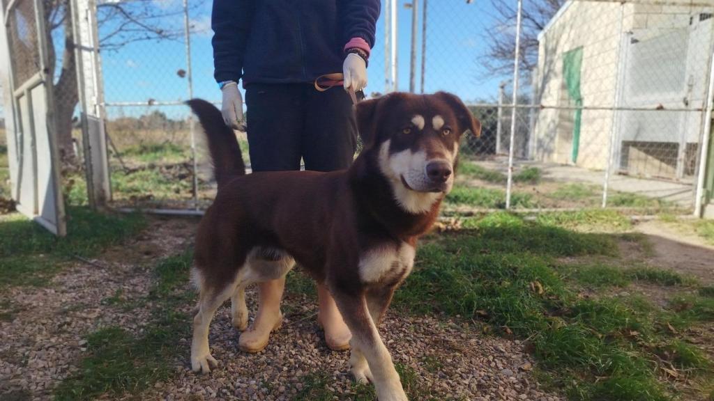 Perro Everest para adoptar.