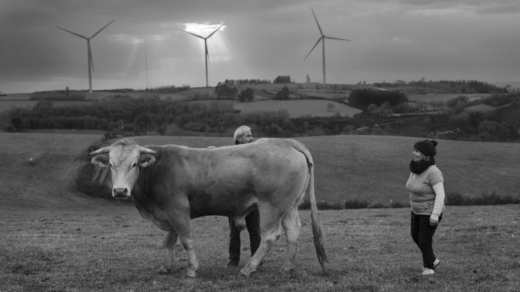 Darío López Rodríguez y Purificación Rodríguez Fernández visitan a su toro en uno de sus terrenos para ver la evolución del mismo tras ser infiltrado. Ambos residen en Paradela, donde tradición y tecnología conviven.