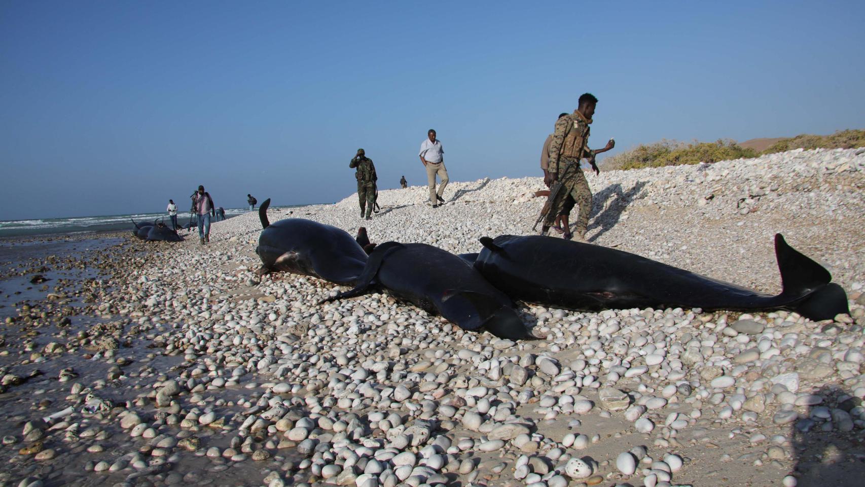 Misterio en Somalia: aparecen más de un centenar de delfines muertos sin razón aparente en las costas de Puntlandia