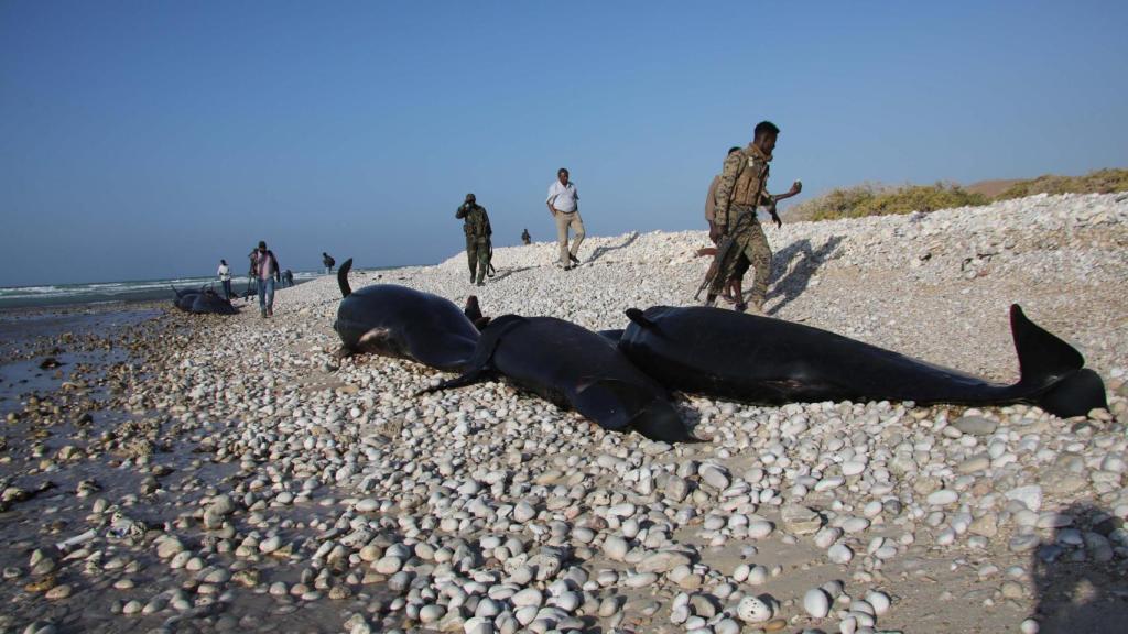 Aparecen más de un centenar de defines  varados en la costa de Somalia.