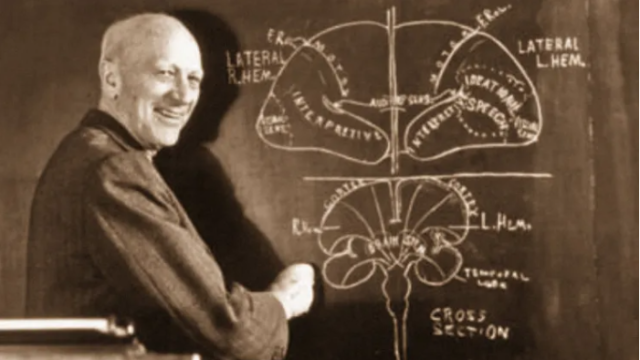 Wilder Penfield dibujando el mapa del cerebro. Foto: McGill University