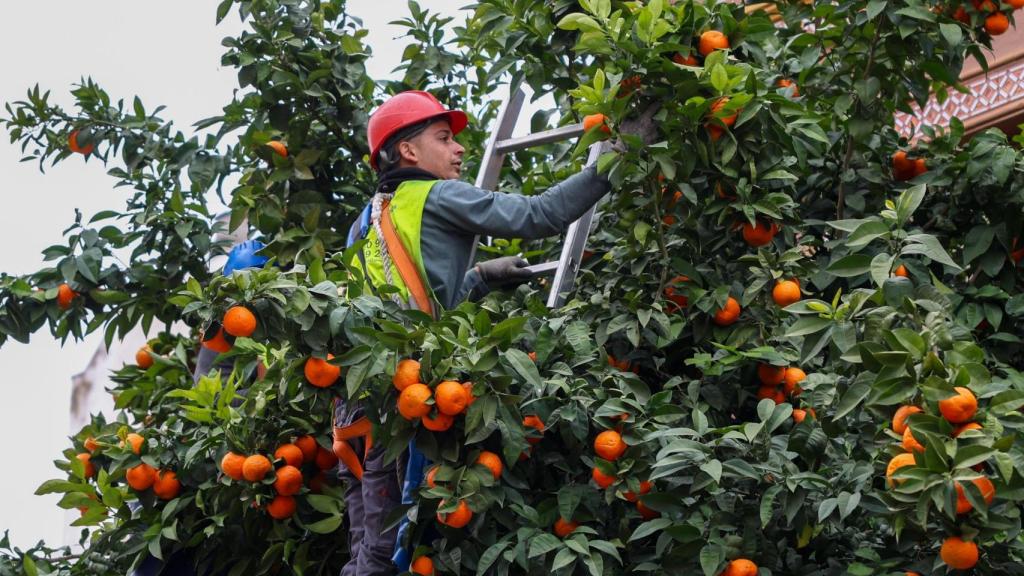 Un operario del Ayuntamiento de Sevilla recoge naranjas de un árbol.