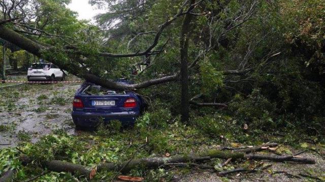 Árbol caído durante un temporal