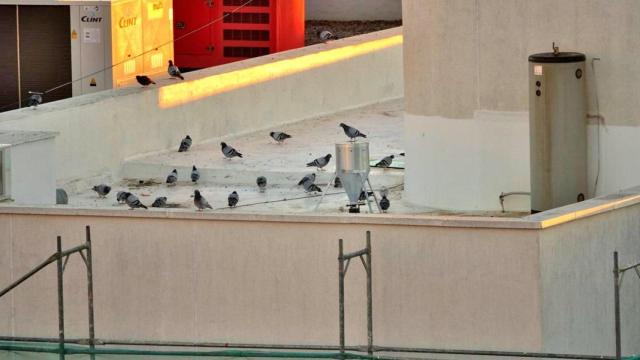 Palomas en un edificio de Puertollano.