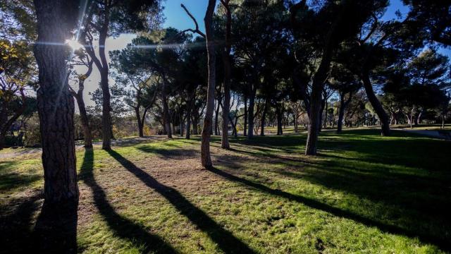 La dehesa es una forma de bosque humanizado.