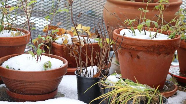 Plantas heladas bajo la nieve.