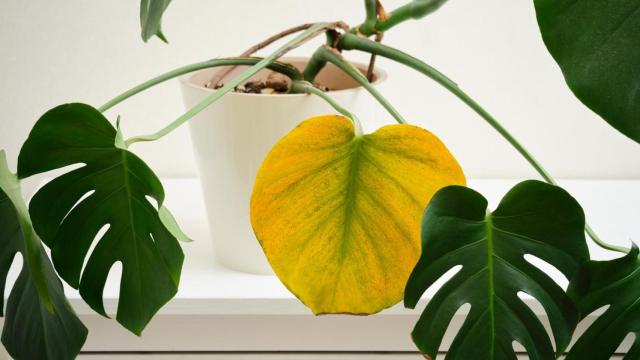 Hoja de una planta amarilla.