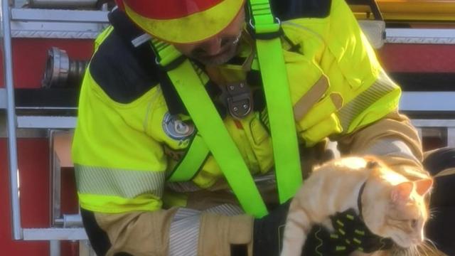 Un bombero de Oleiros rescatando a un gato atrapado debido al temporal