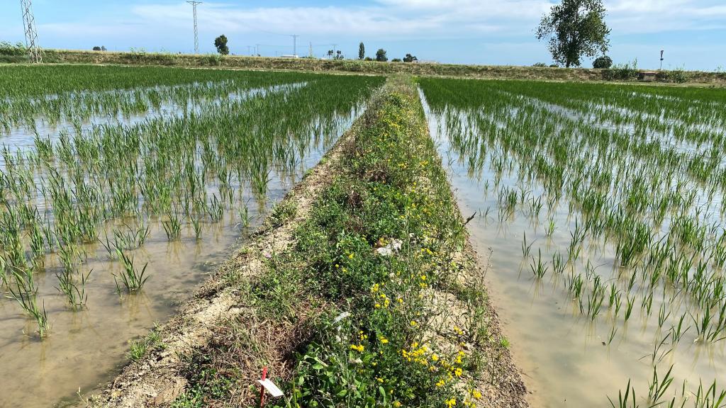 Fotografía de los márgenes florales en los cultivos de arroz del Delta del Ebro.